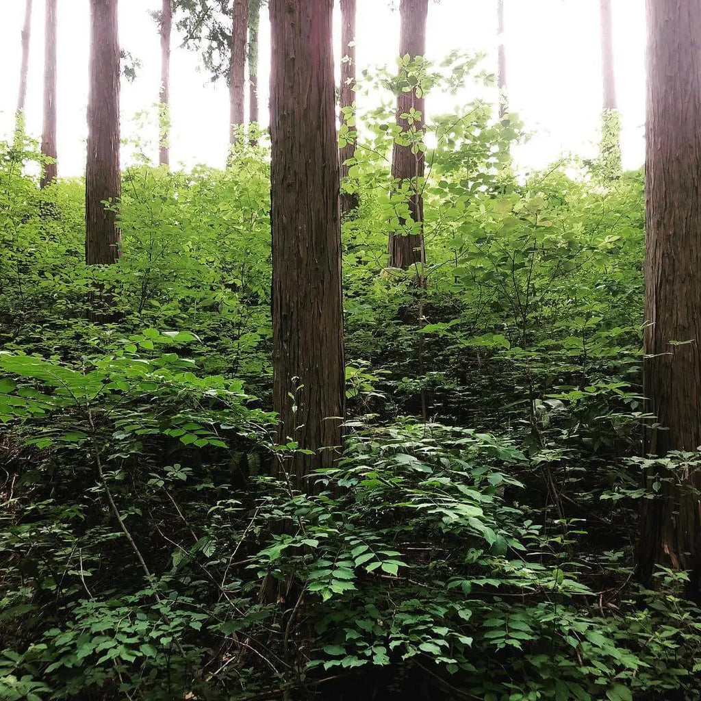 HINOKI LAB_日本天然檜木精油_03